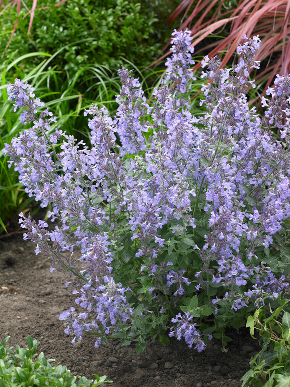 Kattenkruid (Nepeta) plant online kopen