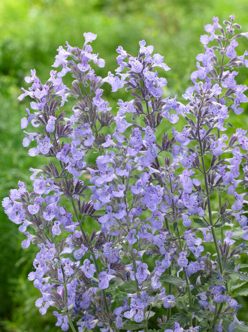 Kattenkruid vaste planten (Nepeta) plant online bestellen