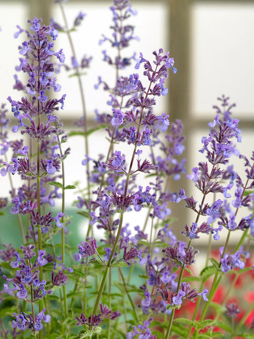 Kattenkruid vaste planten (Nepeta) plant online kopen