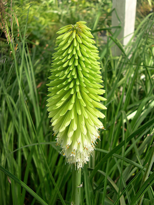 Kopen Vuurpijl Ice Queen (Kniphofia)