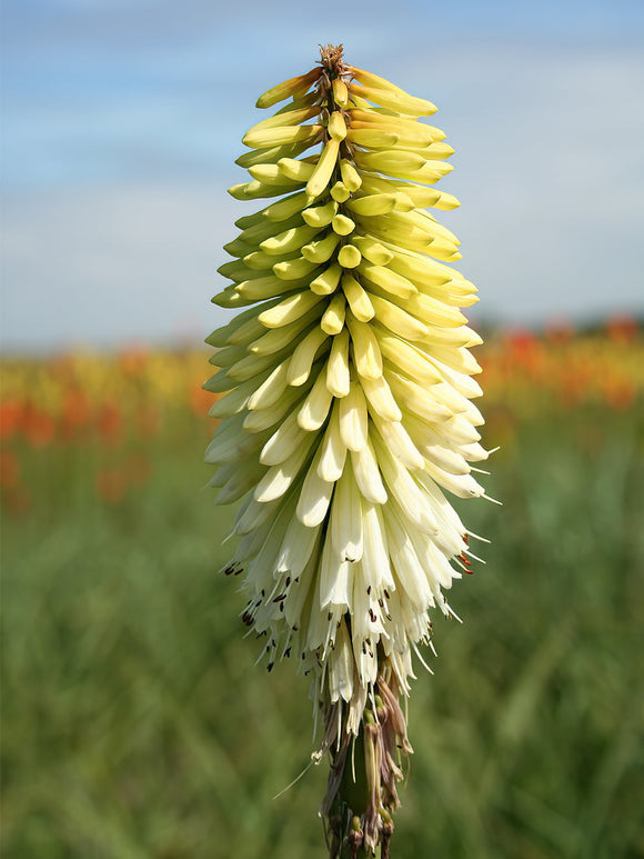 Vuurpijl Ice Queen (Kniphofia) Fakkellelie - Kniphofia - Vuurpijl