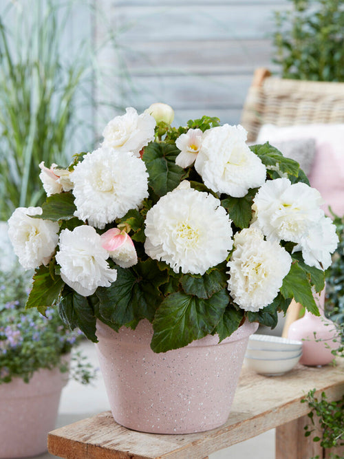 Koop Begonia Knollen Picotee Ruffled Wit'