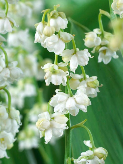 Lelietje van Dalen (Convallaria majalis) Prolificans