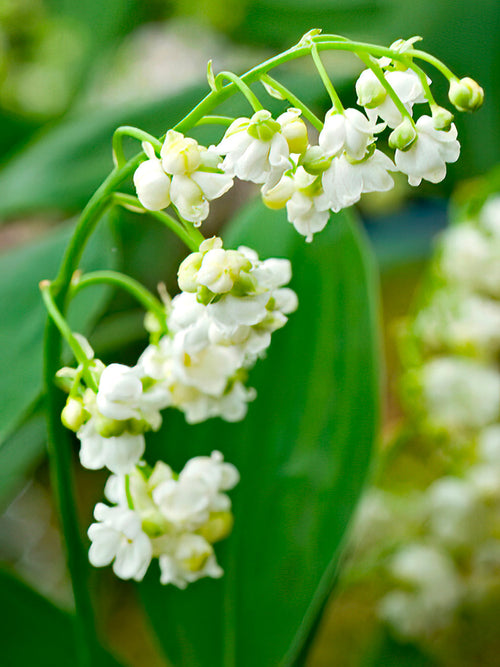 Lelietje van Dalen (Convallaria majalis) Prolificans bestellen