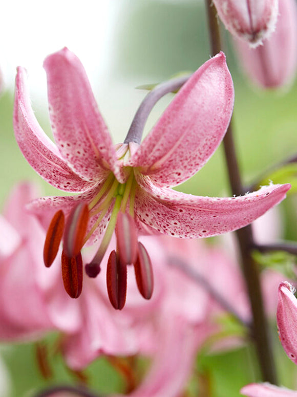 Lily Candy Morning