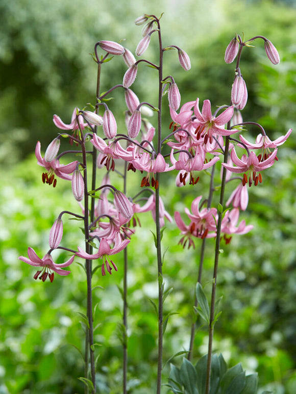 Buy Lily Candy Morning bulbs