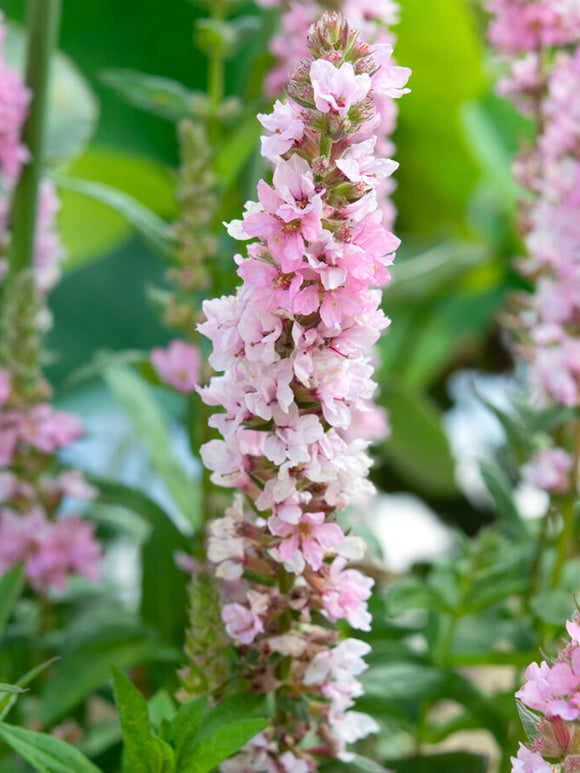 Lythrum Salicaria Blush Grote kattenstaart 