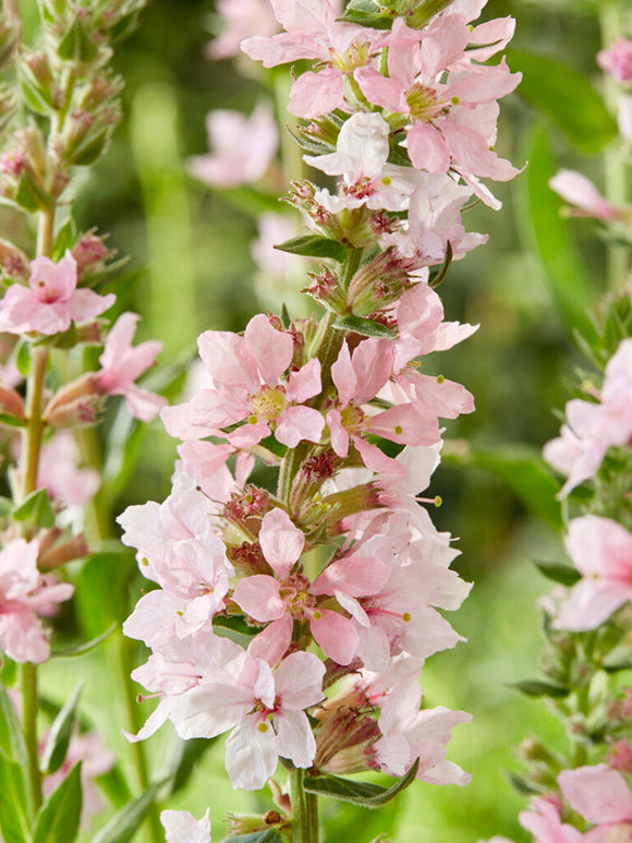 Lythrum Salicaria Blush Grote kattenstaart vaste planten