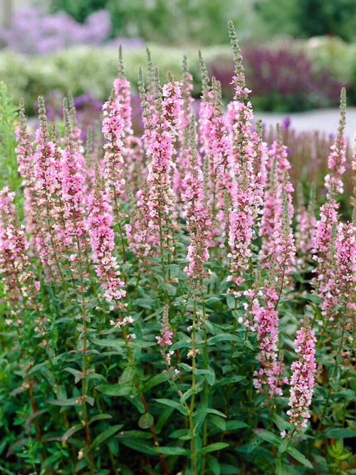 Lythrum Salicaria Blush Grote kattenstaart vaste planten bestellen