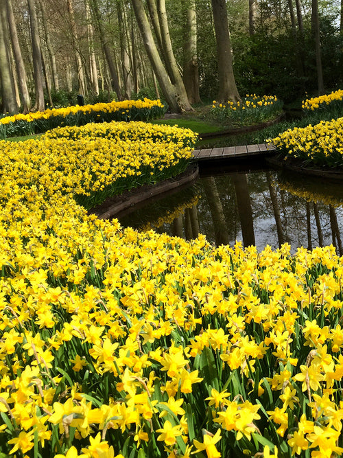 Narcissen - Tete a Tete