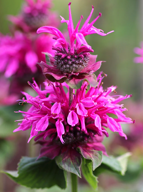 Monarda Bee-Free (Bergamotplant)