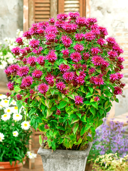 Monarda Bee-Free (Bergamotplant)