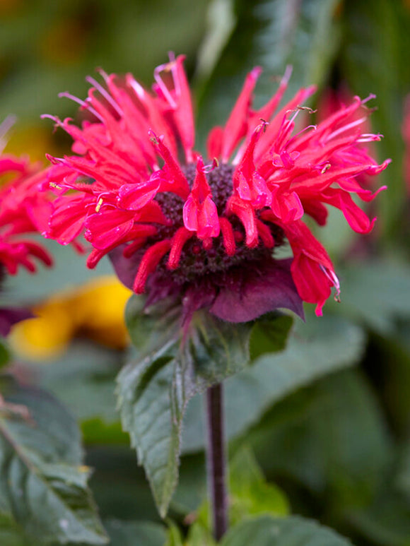 Monarda Bee Happy Bergamotplant vaste planten kopen