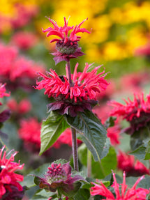 Monarda Bee Happy (Bergamotplant)