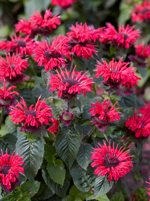 Monarda Bee Happy Bergamotplant vaste planten bestellen