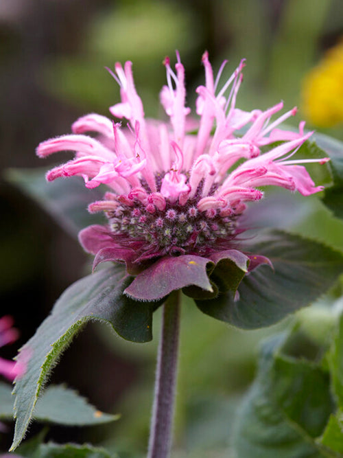 Monarda Bee Lieve Bergamotplant