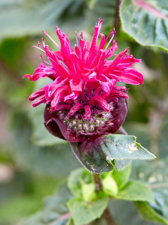 Monarda Bee True Bergamotplant