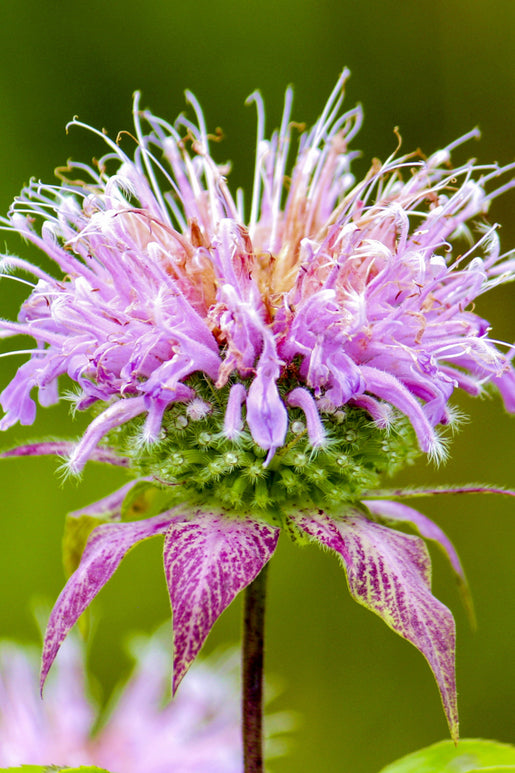 Monarda Cranberry Lace Bergamotplant vaste planten bestellen