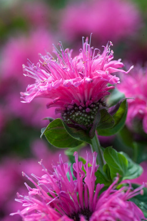 Monarda Cranberry Lace Bergamotplant planten kopen online