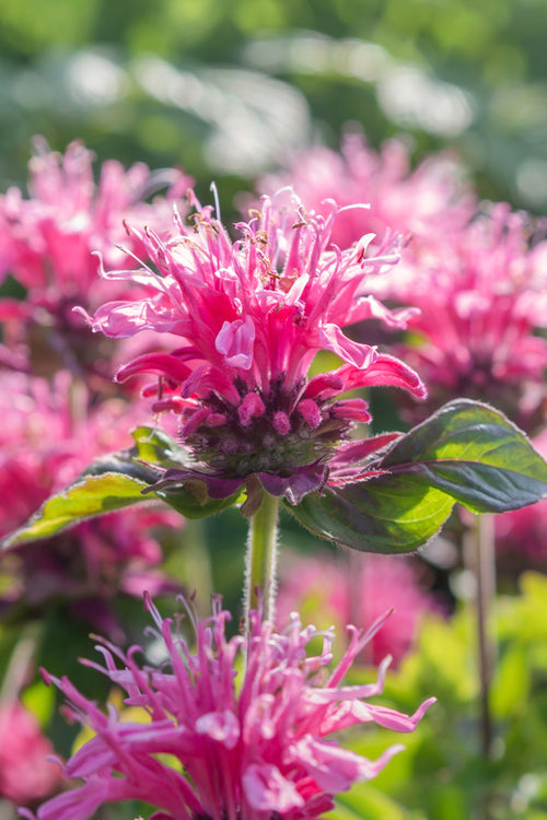 Monarda Cranberry Lace Bergamotplant kopen