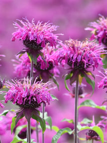 Monarda Cranberry Lace (Bergamotplant)