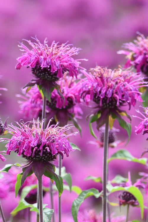 Monarda Cranberry Lace Bergamotplant bestellen