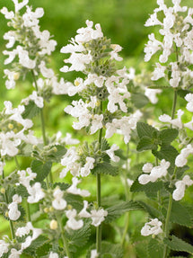 Nepeta Snowflake (Kattenkruid)