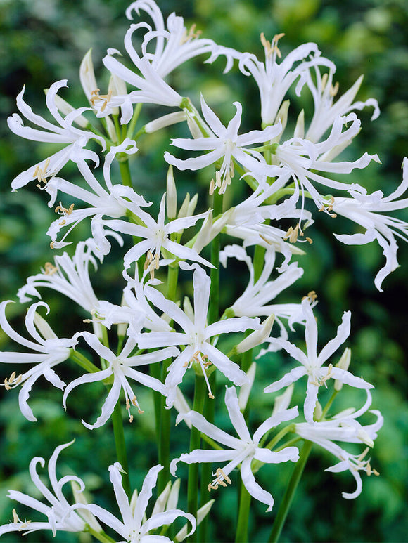 Nerine Bowdenii Alba bollen bestellen - Kniplelie