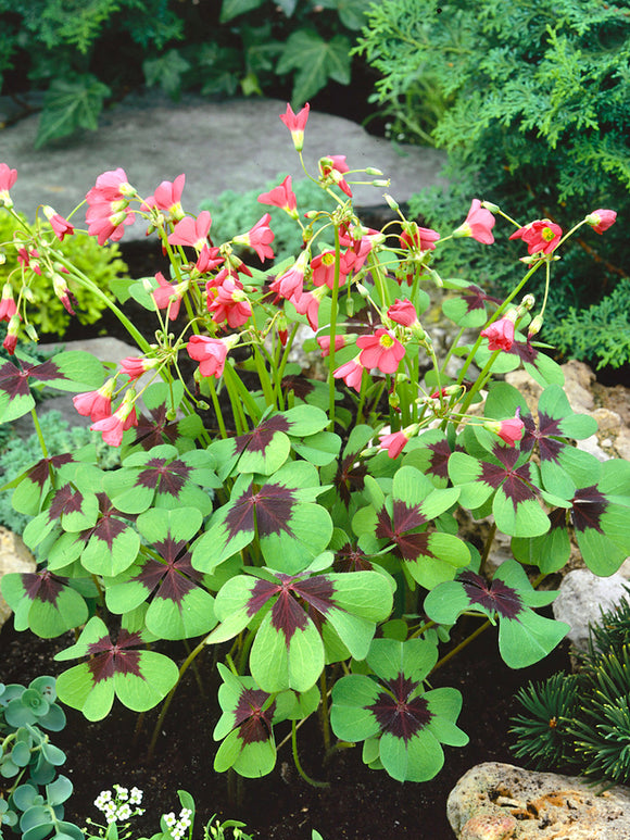 Oxalis deppei 'Iron Cross' Geluksklavertje bollen bestellen