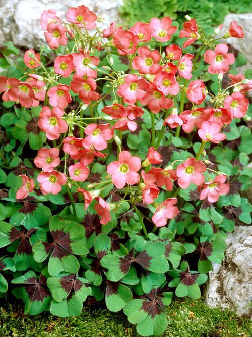 Oxalis deppei 'Iron Cross' Geluksklavertje bloembollen planten