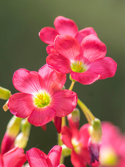 Oxalis Iron Cross geluksklaver planten bollen