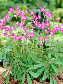 Oxalis Lasiandra (Palmboomoxalis)