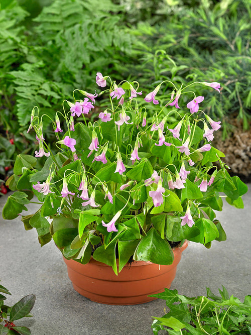 Oxalis regnellii Fanny Klaverzuring bollen