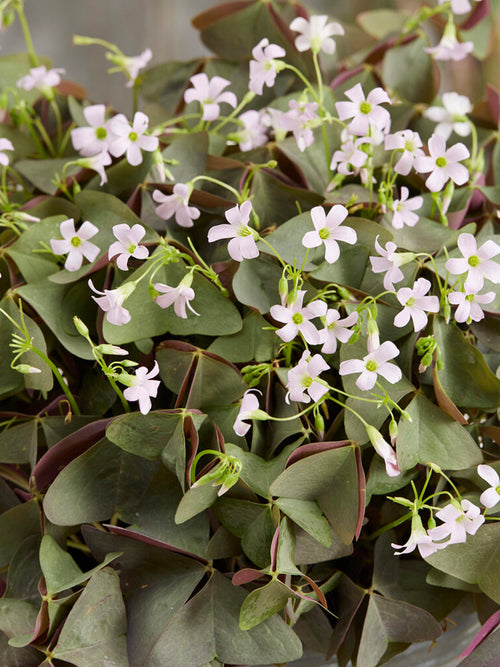 Oxalis Sanne Klaverzuring Klavertje vier bollen