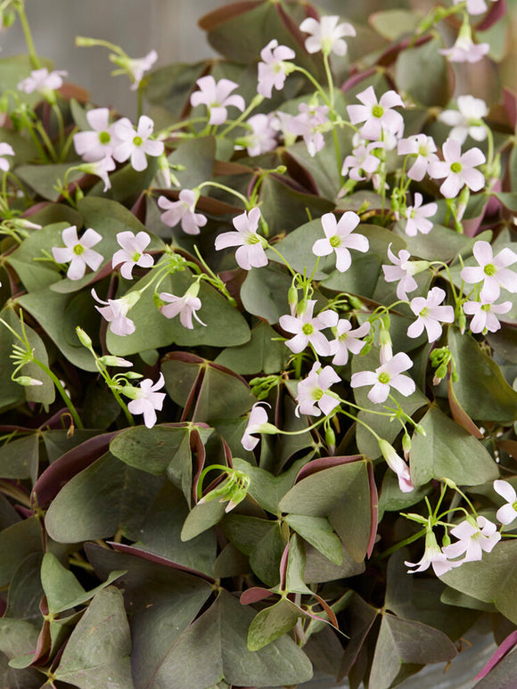 Oxalis Sanne Klaverzuring Klavertje vier bollen