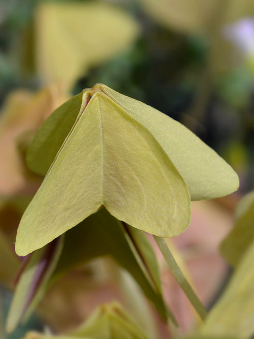 Oxalis Sanne Klaverzuring Klavertje vier bloembollen