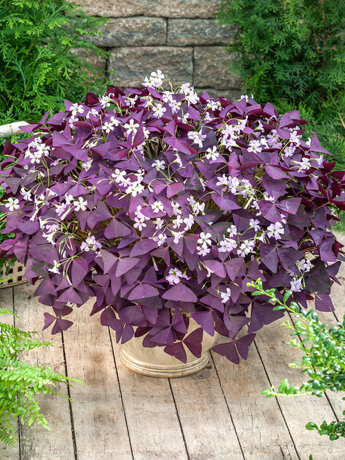 Oxalis (Klaverzuring) Triangularis Mijke online kopen