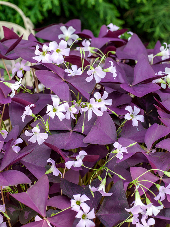 Oxalis (Klaverzuring) Triangularis Mijke kopen