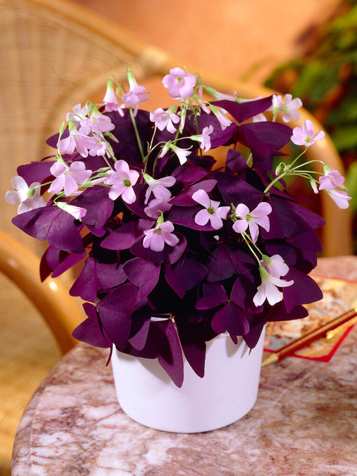 Oxalis (Klaverzuring) Triangularis Mijke bestellen