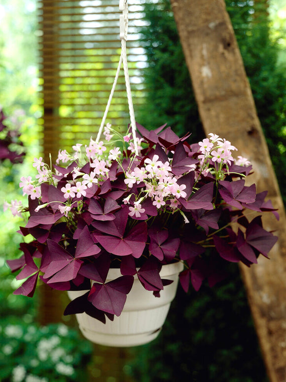 Oxalis (Klaverzuring) Triangularis Mijke