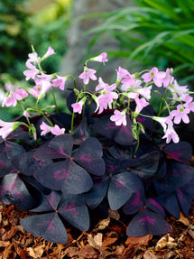 Oxalis Triangularis Sunny (Klaverzuring)