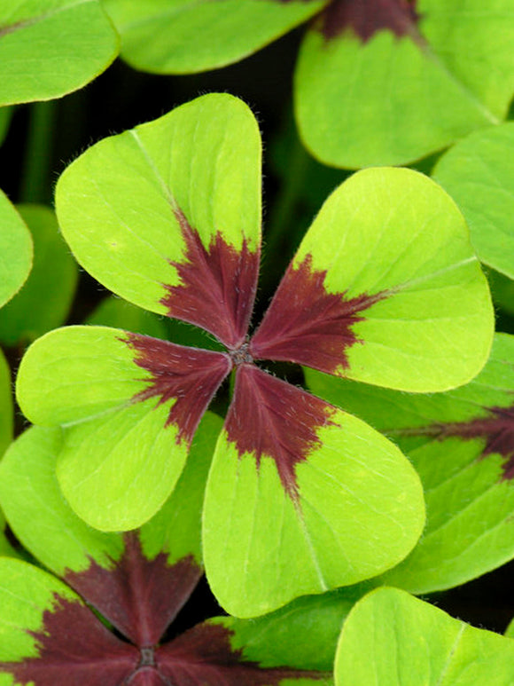 Oxalis deppei 'Iron Cross' | Geluksklavertje bollen kopen