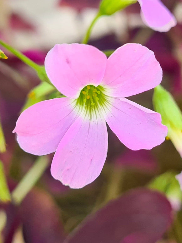 Oxalis regnellii Fanny Klaverzuring bloembollen