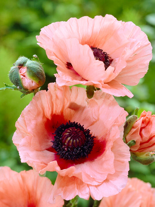 Papaver Aglaya Klaprozen - Vaste Planten