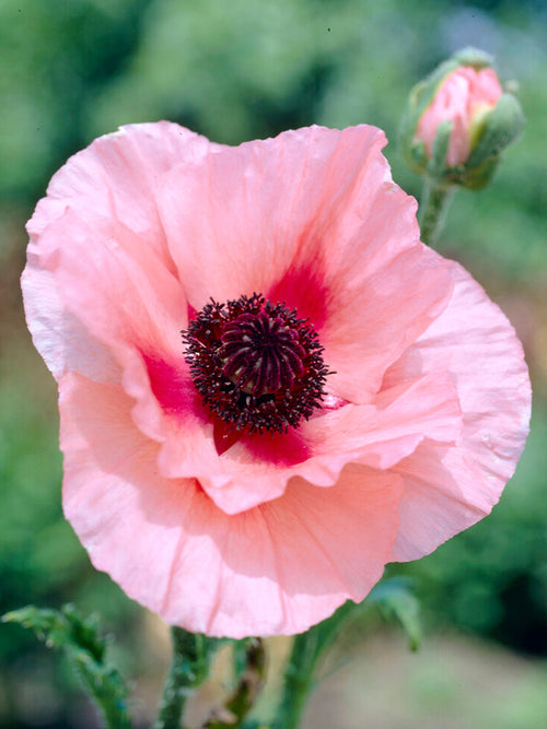 Papaver Aglaya Papaver Planten -Aglaya Klaprozen - Vaste Planten