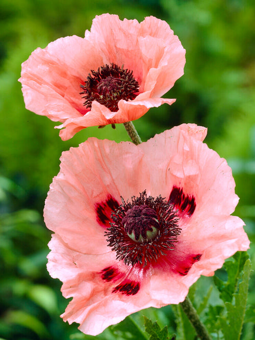 Papaver Aglaya Klaprozen planten