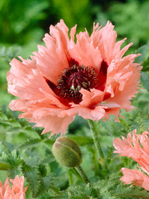 Papaver Forncett Summer (Oosterse klaproos)