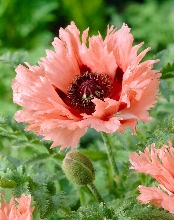 Papaver 'Forncett Summer' Oosterse klaproos