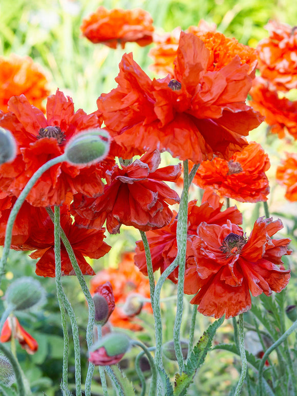 Papaver Harvest Moon (Oriental Poppy)