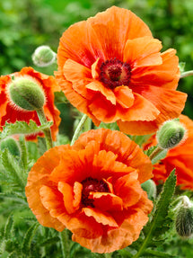 Papaver Harvest Moon (Oosterse klaproos)